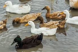 Maybe you would like to learn more about one of these? Menggemaskan Dan Unik Sekolah Ini Punya Tradisi Antar Anak Bebek