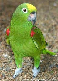Yellow Crown Amazon Parrot Meet Cisco Amazons Are Smart Birds Cisco Is Not Messy Does Not Throw Food And Potty Trained Herse Parrot Amazon Parrot Pet Birds