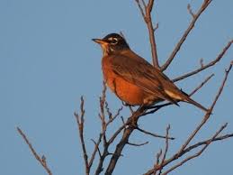 It also depends whether you're including their entire before they become moths they are larvae or moth caterpillars. American Robins Habits What They Eat Where They Nest