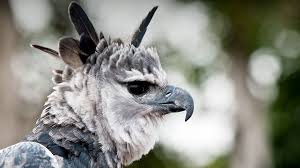 How big does a bald eagle carry a fish? Harpy Eagle San Diego Zoo Animals Plants