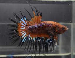 Pet service in bangkok, thailand. Bettaskingdom Aquabid Orange Blac Lace Crowntail Bettasmart