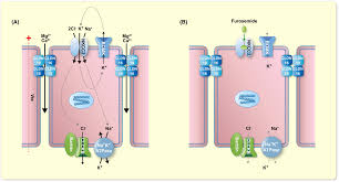 Image result for Loop Diuretic