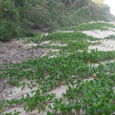 Image result for Ipomoea pes-caprae