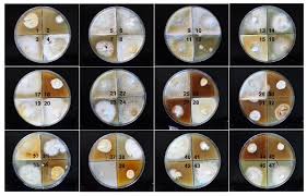 Spore-Derived Isolates from a Single Basidiocarp of Bioluminescent  Omphalotus olivascens Reveal Multifaceted Phenotypic and Physiological  Variations[v1] | Preprints.org