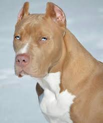 Pitbull Terriers Pitbull Terriers Pitbull Terrier Pitbull Terriers Terrier Pitbull Yorkshire Terriers J In 2020 Beautiful Dogs Pitbull Dog Animals Beautiful
