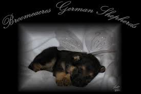 White german shepherd puppies for sale bc. Broomeacres German Shepherds Home