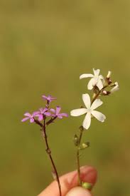 Image result for Buchnera libenii