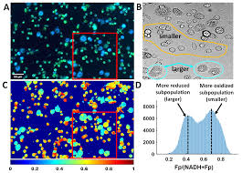 Check spelling or type a new query. Antioxidants Free Full Text Sex And Sp A2 Dependent Nad H Redox Alterations In Mouse Alveolar Macrophages In Response To Ozone Exposure Potential Implications For Covid 19 Html