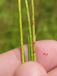 Image result for Hemarthria