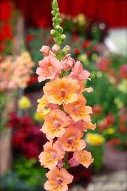Butterfly Snapdragon Beautiful Flowers Snapdragon Flowers Full Sun Flowers