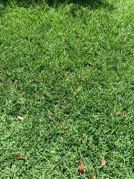 Image result for Desmodium incanum