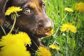 Pup Eating Dandelions Chocolate Lab Puppies Puppies Furry Friend