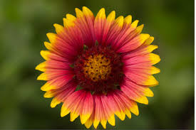 Blanket flower's festive, solid or patterned flowers in red, orange, or yellow appear throughout the blanket flower has simple needs. Blanket Flower Gaillardia Aristata Naturetime