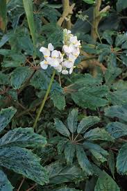 Image result for Begonia clypeifolia