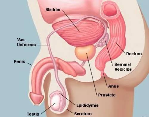 Understanding Prostate Cancer | UCSF Department of Urology