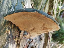 Image result for Phellinus igniarius