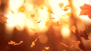 Falling leaves transparent gifs, reaction gifs, cat gifs, and so much more. Best Falling Leaves Gifs Gfycat