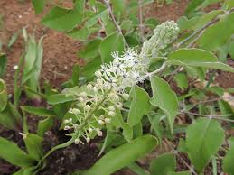 Image result for Schizocarphus