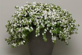 Image result for foto bacopa