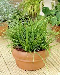 26 Best Plants That Grow Without Sunlight Growing Plants Indoors Indoor Plants Low Light Best Indoor Plants