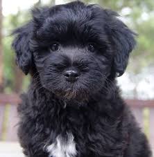 Shih Tzu Chihuahua Mix Black And Brown Pin On Web Pixer