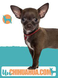 Sabes Cuantos Anos Vive Un Chihuahua Sorprendete Un Chihuahua