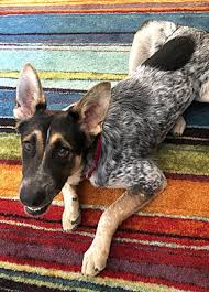 These australian cattle dog puppies located in california come from different cities, including, oakland. Moorpark Ca Australian Cattle Dog Meet Jackson A Pet For Adoption
