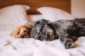Cbd is short for cannabidiol, one of over 100 cannabinoids found in the hemp plant. Cbd Oil For Dogs And Cats For Pain Relief