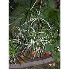 Image result for Cyperus ruwenzoriensis