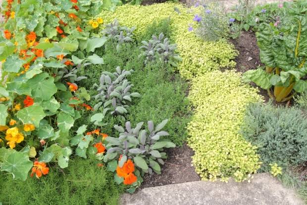 Image result for Herbs & Gardens - Herb Gardening Information Basics