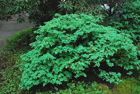 Image result for Alvesia cylindricalyx