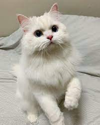 Let Me Show You The Craziest New Ways To Clean Keep Clean Your Clumping Cat Litter Boxes Baby Cats Cute Baby Cats Pretty Cats