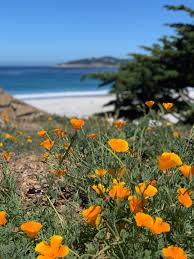 Maybe you would like to learn more about one of these? Flirting With Flowers In Carmel By The Sea Sea Salt Cypress