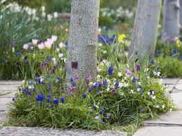 Planting a tree may seem like an easy thing to do. How And What To Plant Under Trees Saga