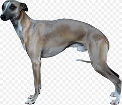 Jun 20, 2021 · italian greyhound 4 japanese chin 2 lowchen 2 maltese 3 miniature pinscher 2 papillon 1 pug 8. Italian Greyhound Whippet Longdog German Shepherd Png 2225x1917px Italian Greyhound American Staghound Animal Animal Sports Azawakh