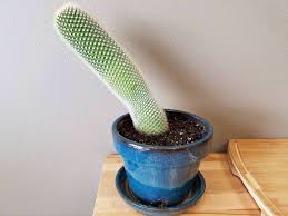 When transplanting the most important thing in transplanting a cactus seedling is to make sure the base of the it is vital that you do not secure the cactus too tightly. How To Fix Leaning Cactus Cactus