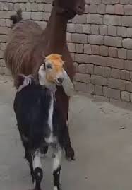 Meanwhile In India Cute Animals Funny Animals Animals