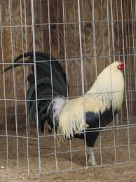 Mature trios $1200 & up. Gallos Gamefowl On Twitter 1 Leiper 2 Mule Train Grey