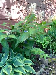 Image result for Leptactina arborescens