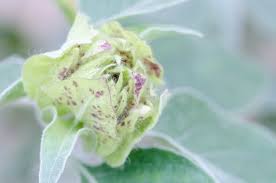 Image result for Barleria albostellata