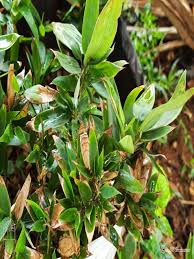 Image result for Shibataea kumasasa