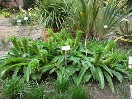 Image result for Eucomis autumnalis