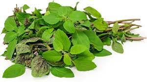 African Blue Basil Information And Facts