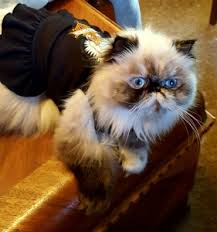 See more ideas about himalayan cat, persian kittens, persian kittens for sale. Himalayan Specialty Purebred Cat Rescue