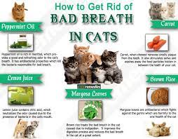 When Remain Untreated For Long Time Bad Breath In Cats Can Lead To The Serious Dental Problem Thus It Is Important To Tr Bad Breath Cat Breath Cat Bad Breath