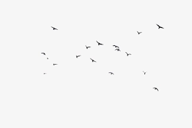 Birds Fly Floats Flying Bird Silhouette Bird Silhouette Fly Drawing