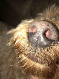 Once a pet is under anesthesia, skin tags are generally removed with a surgical laser or with a scalpel which both work well. So About 2 Months Ago We Noticed This Skin Tag On My Dog S Lip Vet Has Seen It Says Skin Tag My Question Do You Agree Do Skin Petcoach