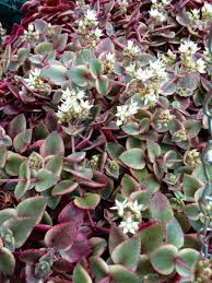 Crassula perfoliata var.albiflora крассула перфолиата альбифлора. Crassula Pellucida Subsp Marginalis Variegata World Of Succulents