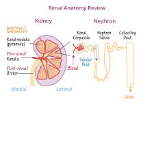 Image result for Renal Function