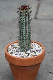 Image result for Euphorbia confinalis